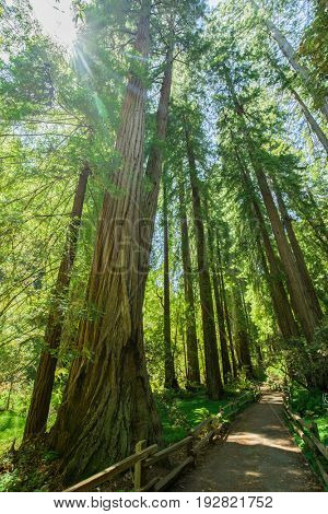 Giant redwoods in Muir Woods National Monument near San Francisco, California, USA