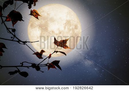 Beautiful autumn fantasy - maple tree in fall season and full moon with milky way star in night skies background. Retro style artwork with vintage color tone