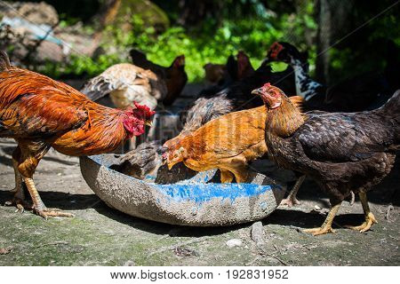 Small chicken farm in the community,Chicken feeds in food rails