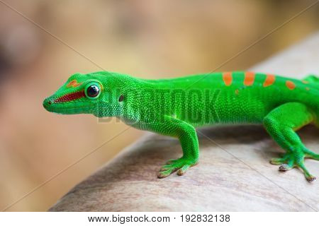 Green gecko on the palm leam