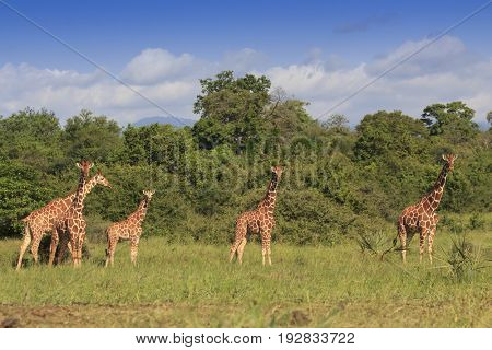 Wild Giraffes in Meru National Park, Kenya