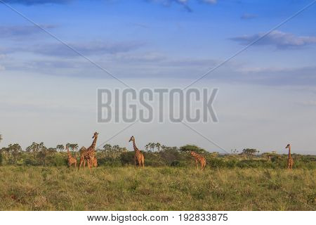 Wild Giraffes in Meru National Park, Kenya