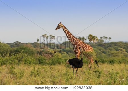 Giraffe and Ostrich. Tallest bird meets tallest mammal