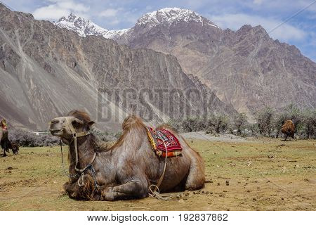 Camel  in beautiful  landscape with snow peaks background,North India.