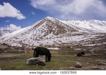 Grazing animals with  beautiful  landscape  and snow peaks background,North India.