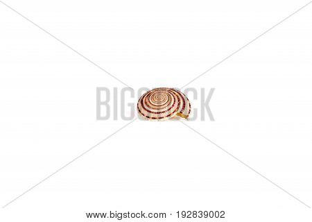 Seashells tropical Isolated With Paths white Background