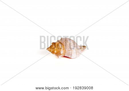 Seashells tropical Isolated With Paths white Background