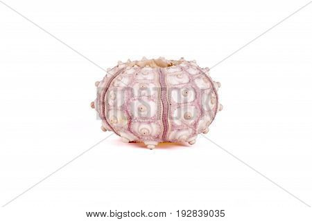 Seashells tropical Isolated With Paths white Background