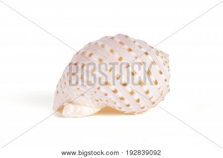 Seashells tropical Isolated With Paths white Background