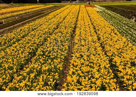 Calla Garden Field Cultivation