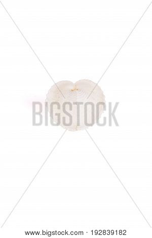 Seashells tropical Isolated With Paths white Background