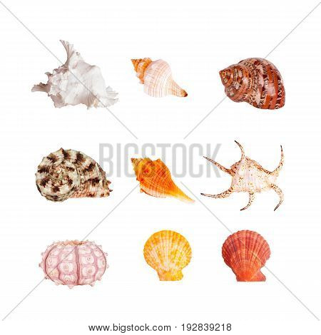 Seashells tropical Isolated With Paths white Background