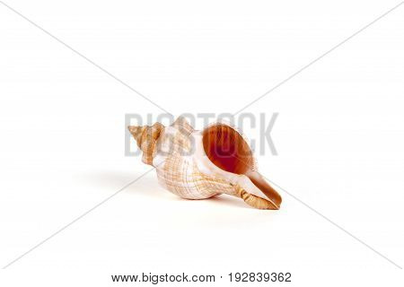 Seashells tropical Isolated With Paths white Background