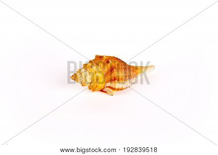 Seashells tropical Isolated With Paths white Background