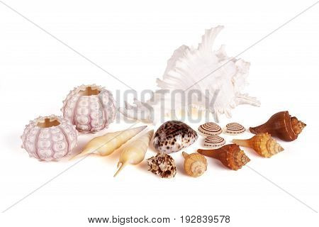 Seashells tropical Isolated With Paths white Background