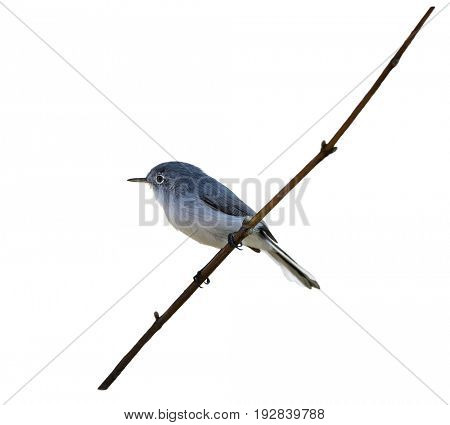 Blue-gray Gnatcatcher  on a branch isolated on white background