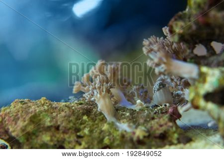 Living corals are very close in nature