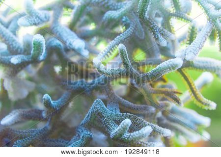 Living corals are very close in nature