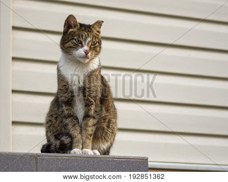 A tough stray cat with green eyes watching the neighborhood