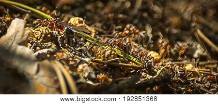 Close-up of ants working at the anthill in the woods