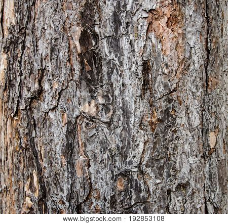 Tree Bark Texture Background