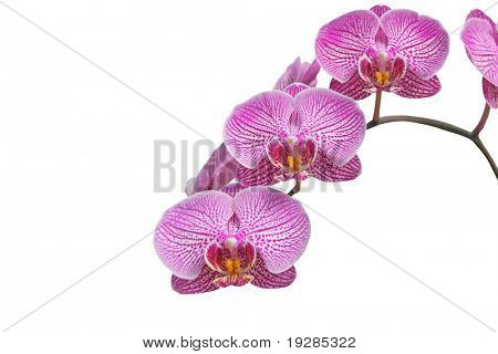 geïsoleerde orchid op witte achtergrond