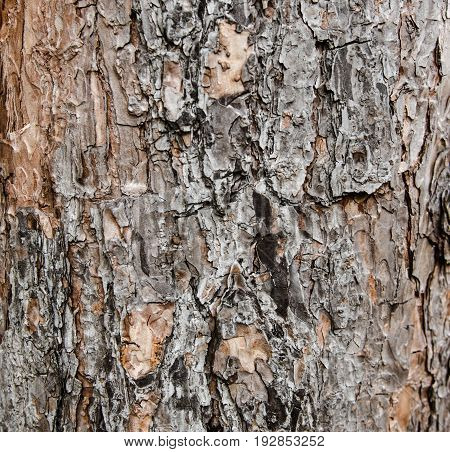 Tree Bark Texture Background