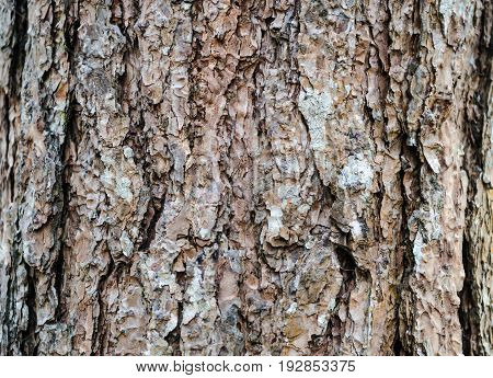 Tree Bark Texture Background