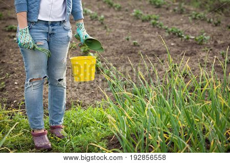 Closeup of woman's hands in gardening gloves holding metal bucket with garden tools: spade and rake. Working in the gaden planting. Lifestyle.