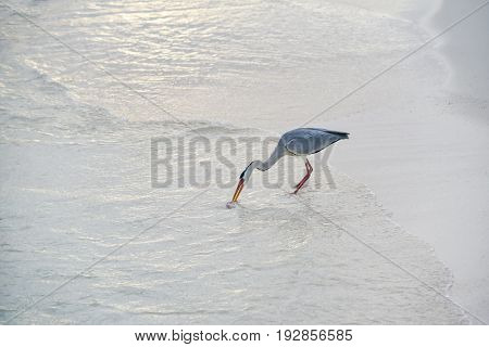 Egret On The Beach In Adaaran Island,maldives