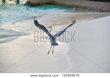 Egret On The Beach In Adaaran Island,maldives