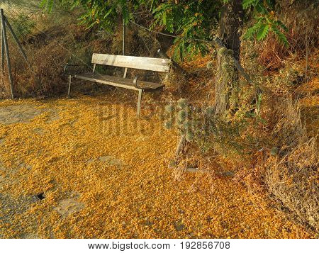 blossoms and flowers by bench on pavement rest area below tipu Tree in Andalusian Village
