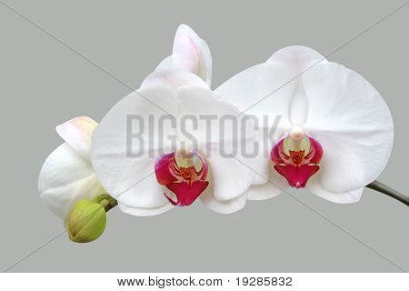 Witte orchidee