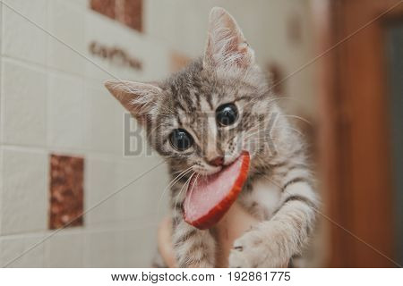The cat gritted its teeth in a piece of sausage. funny cat at ophthalmologist appointment squinting following sausage