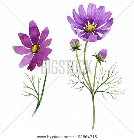 Wildflower kosmeya flower in a watercolor style isolated. Aquarelle wild flower for background, texture, wrapper pattern, frame or border.