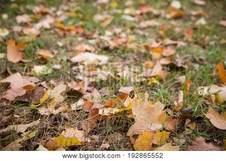 Autumn marple leaves on the grass and road. Natural background.