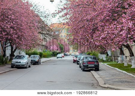 Blossoming Pink Sakura Trees On The Streets.