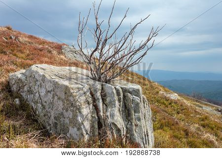 landscape with old stones and dry tree on Runa mountain top CarpathiansUkraina