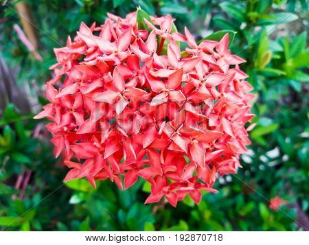 Ixora flower.Red spike flower. King Ixora blooming (Ixora chinensis).