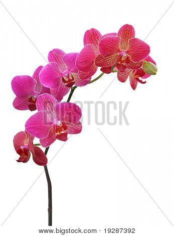 Orchid op wit