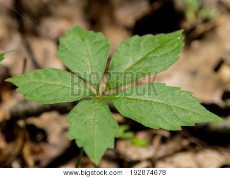 A small plant on the forest flooor.