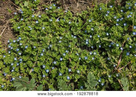 Flowering Plants Of Veronica Polita From Above