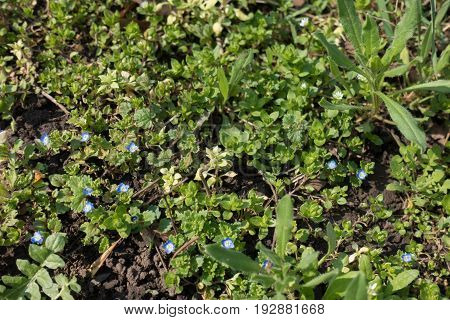 Small Bright Blue Flowers Of Veronica Polita