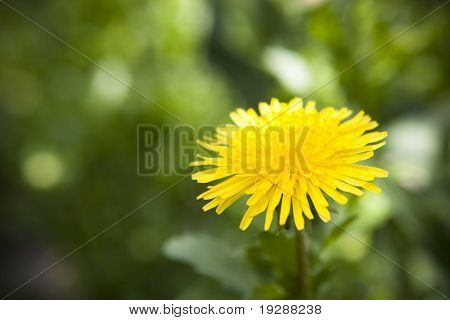 Dandy lion on kukkia close up keskellä vehreä puutarha