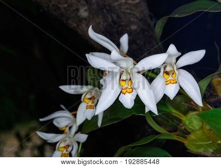 Coelogyne Nitida (wall. Mss.) Lindl.