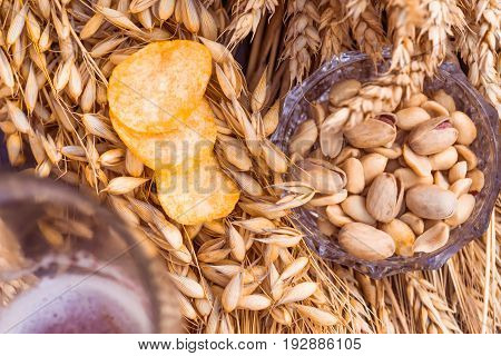 Pistachio nuts, peanuts and potato chips a snack for beer lying in a glass dish surrounded by ingredients for making malt for beer, bread. Spikes of wheat, barley, oats, rye.