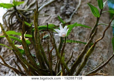 Dendrobium Draconis Rchb. F.