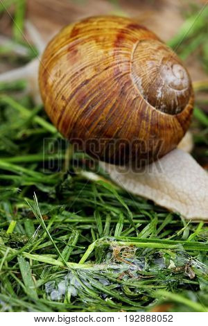Slime Of Snail.trace After Snail On Grass.copy Space