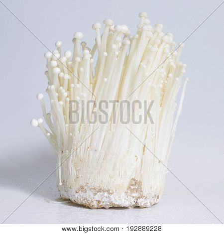 Fresh Enoki mushrooms on white texture background