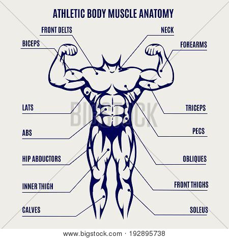 Athletic body muscle anatomy ballpoint pen colors poster. Vector illustration